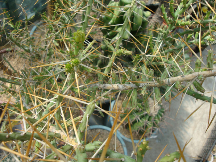 Cylindropuntia leptocaulis      (DC.) F.M. Knuth 1935 - Genul Cylindropuntia