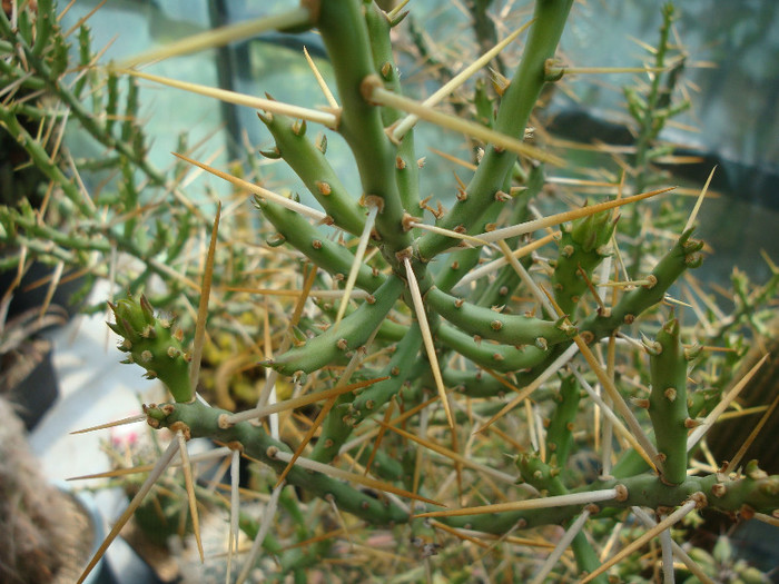 Cylindropuntia leptocaulis     (DC.) F.M. Knuth 1935 - Genul Cylindropuntia