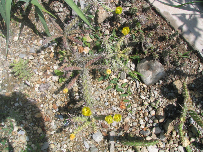 Cylindropuntia whipplei    (Engelm. & Bigel.) F.M.Knuth 1935 - Genul Cylindropuntia