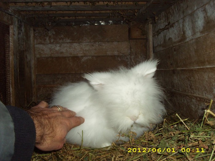 Angora pitic