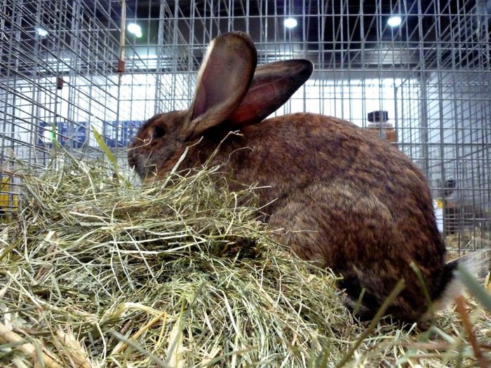 RIESEN HASENFARBING