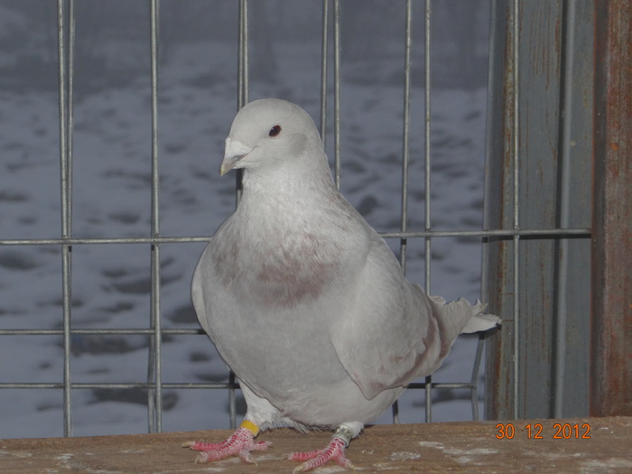 DSC01137 - Porumbei standard bujori