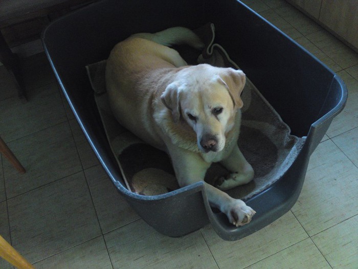 004; Imbatranesc si eu, am ajuns cu bine in dec. 2012
