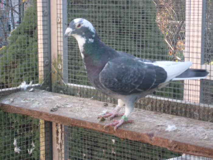 IMG_6675 Desmeth Mathis