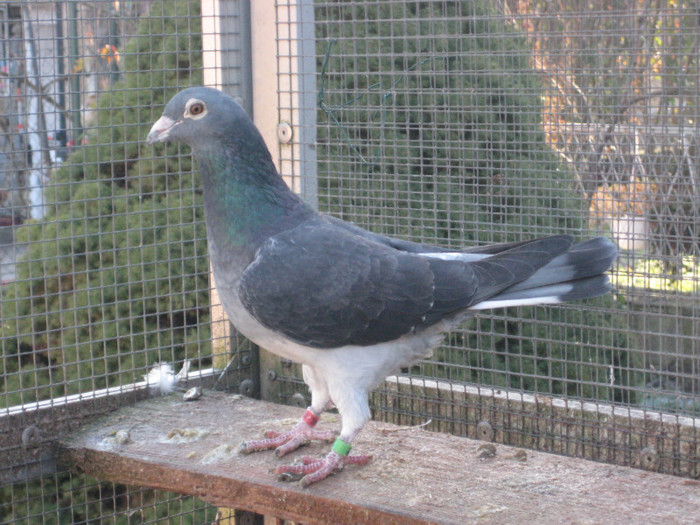 IMG_6678 Desmeth Mathis