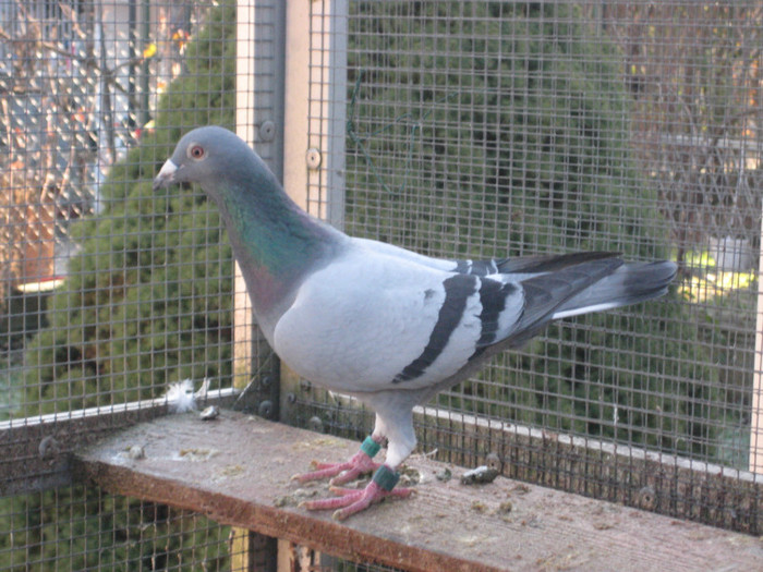 IMG_6700 Desmeth Mathis