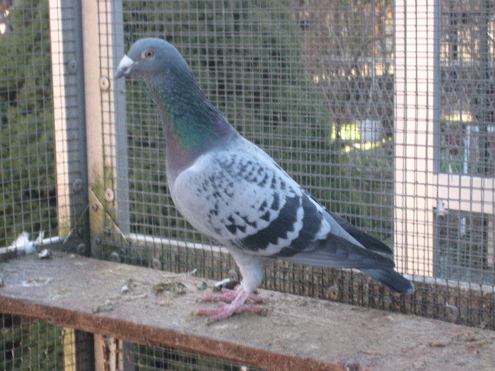 IMG_6718 D.Mathis-Janssen