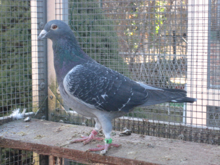 IMG_6720 Desmeth Mathis