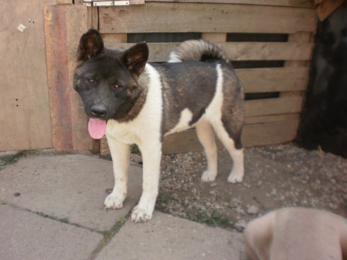 P9012878 - 23 akita inu american