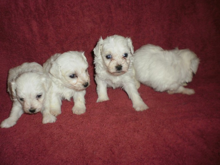 New Image07 - 42 bichon maltez