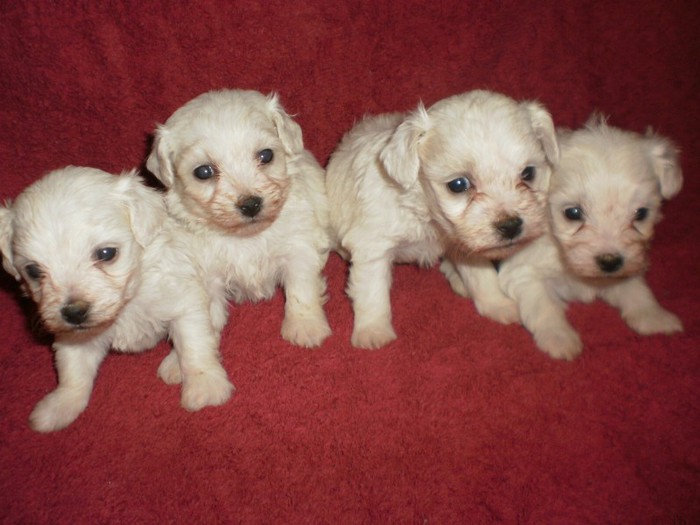 New Image - 42 bichon maltez