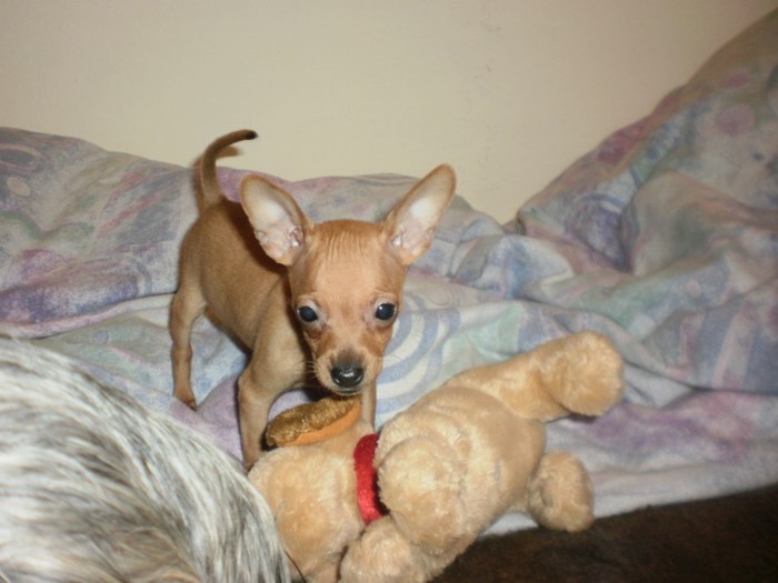 New Image3 - 43 pinscher pitic toy