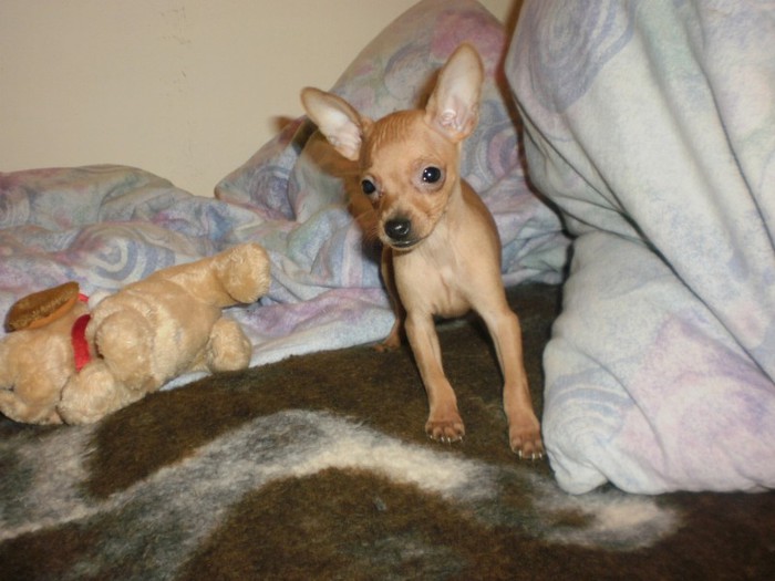 New Image2 - 43 pinscher pitic toy