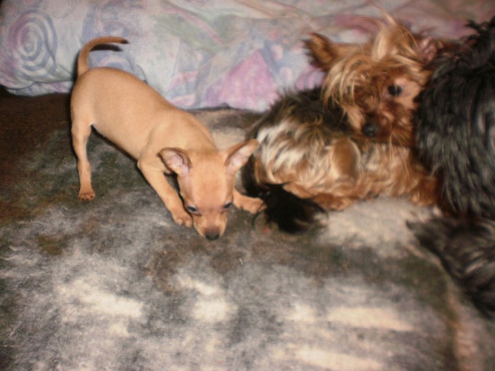New Image1 - 43 pinscher pitic toy