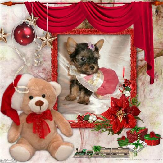 7afaa1d809f842454d377d4b3409977d - 40 yorkshire terrier toy