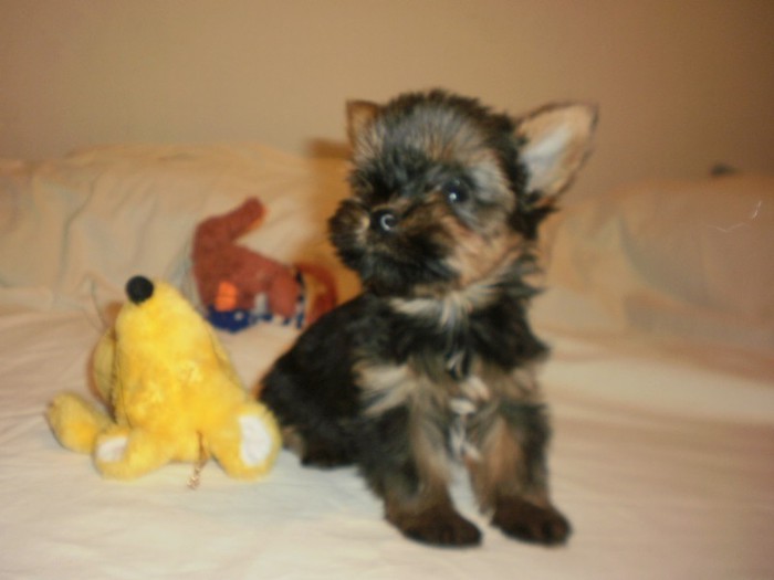 PC313276 - 40 yorkshire terrier toy