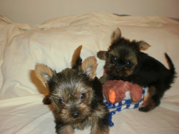 PC313289 - 40 yorkshire terrier toy