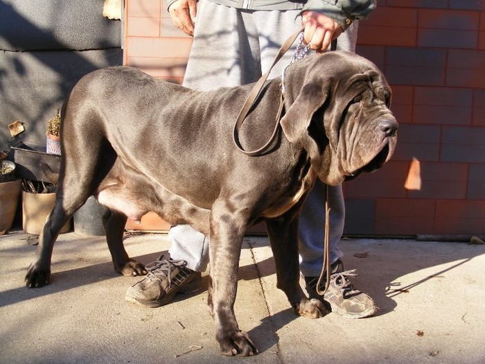 GRESSI I - 47 mastino napoletano