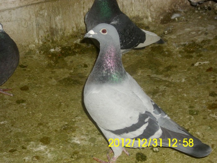 IMG_1260 - poze noi 31 12 2012