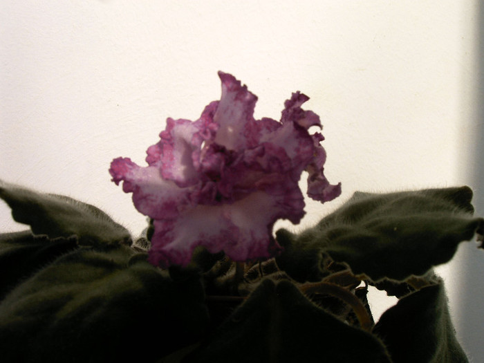 IMAG0029