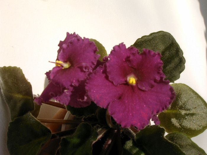 IMAG0043