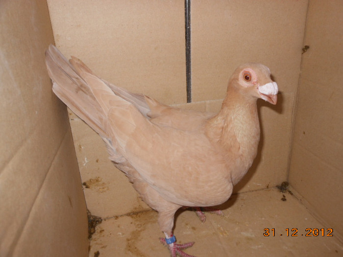 19 f-2012 fe de vanzare