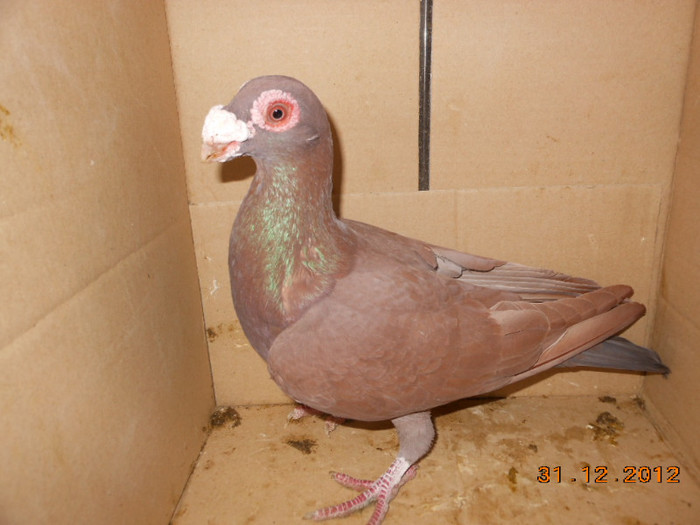 32 m-2011 - Carunculat de Oradea VII