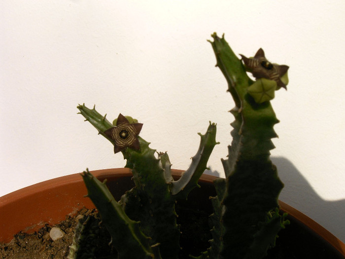 IMAG0033 - Cactusi -suculente