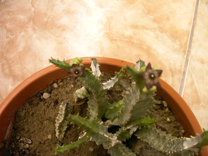 IMAG0036 - Cactusi -suculente