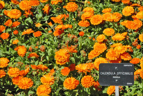 calendula