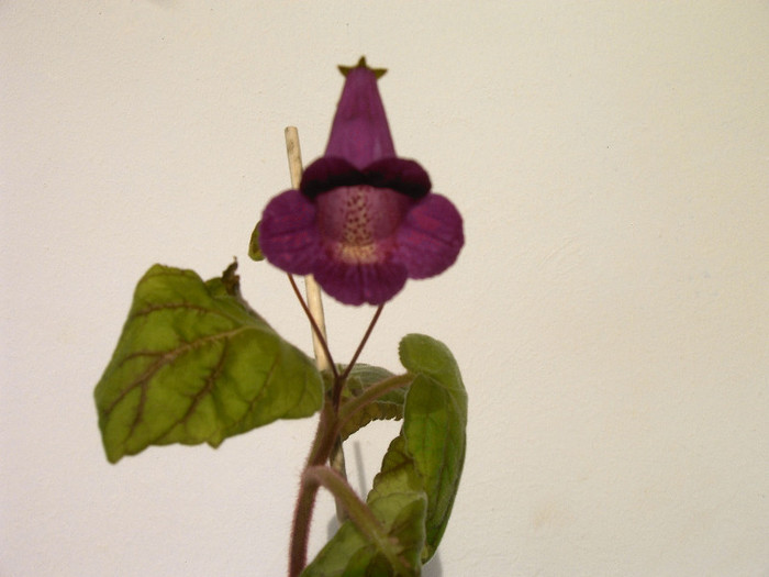 IMAG0013 - Alte Gesneriaceae
