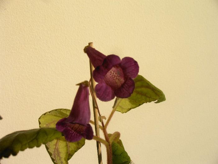 IMAG0041 - Alte Gesneriaceae