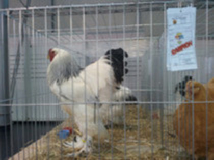 campion 2011 -Fauna Banatului Timisoara