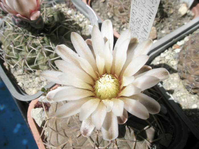 bodenbenderianum - floare - Gymno 2012