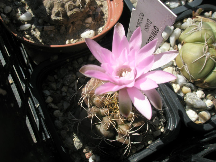 damsii v. rotundulum - 19.06 - Gymno 2012