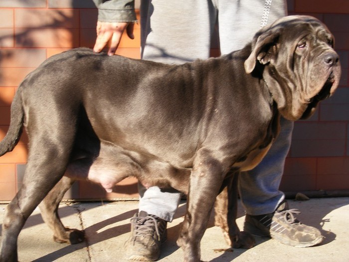 GRESSI V - 19 mastino napoletano