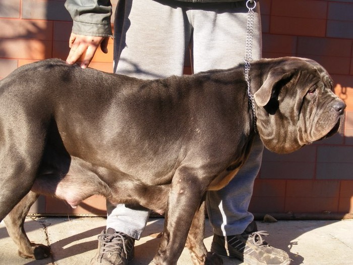 GRESSI VI - 19 mastino napoletano