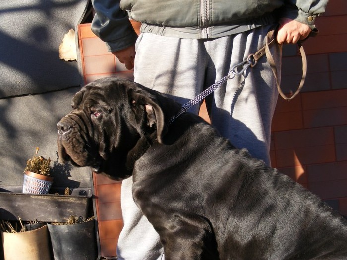 NEGRA - 19 mastino napoletano