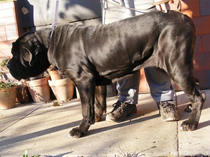 NEGRA VIII - 19 mastino napoletano