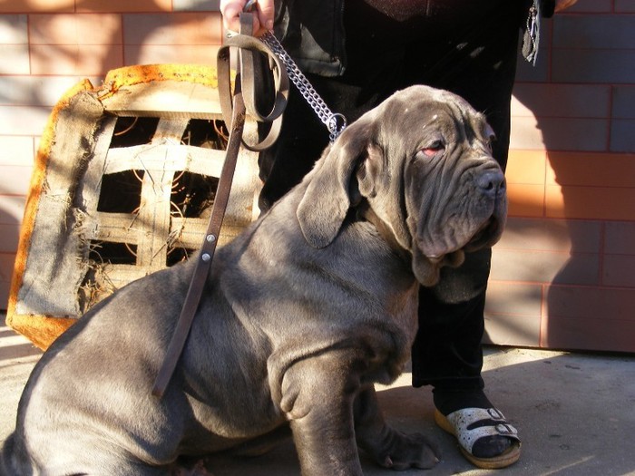 DOMI1 - 19 mastino napoletano