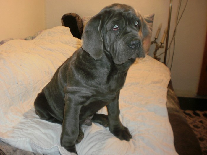 PB203178 - 19 mastino napoletano