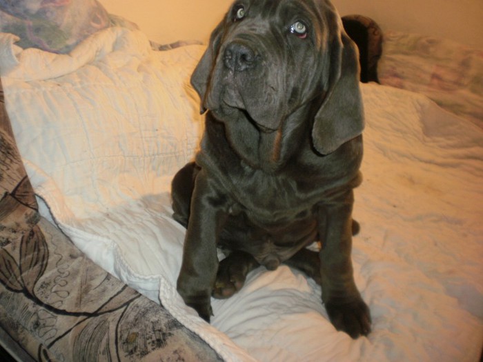 PB203180 - 19 mastino napoletano