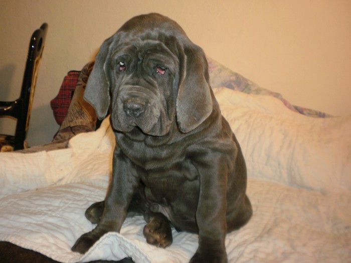 PB203184 - 19 mastino napoletano