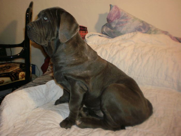 PB203185 - 19 mastino napoletano