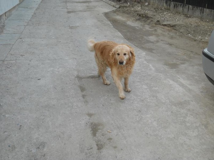 84362936_IKISLBU3 - Golden Retriever Mascul