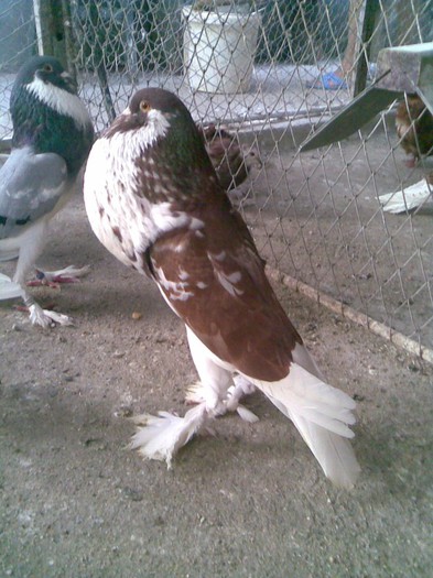 poze august 2012 070