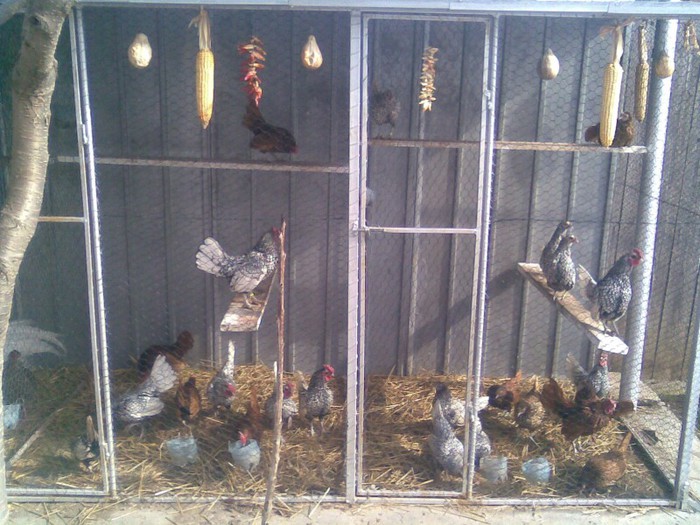 poze august 2012 051