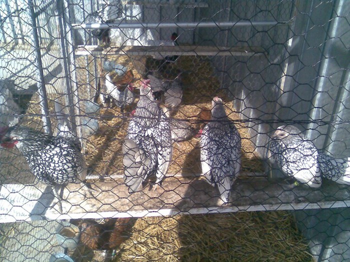 poze august 2012 052