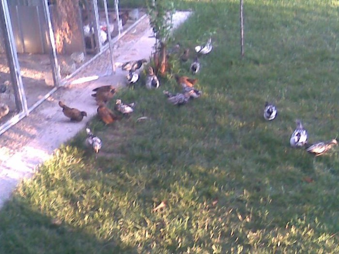 poze august 2012 064