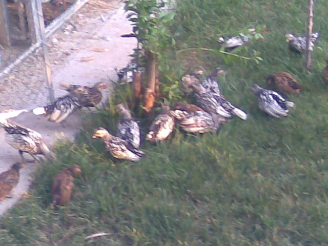 poze august 2012 065